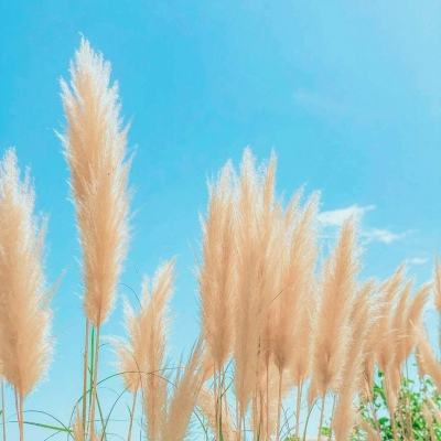 搬进新家园 生活节节高（雪域欢歌70载·西藏启航新时代）