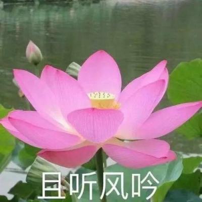 泰国侏儒河马吸引观光 - September 16, 2024